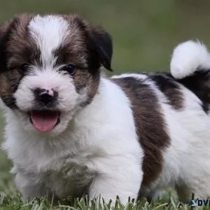 Super cute Russell Terrier puppies for Adoption
