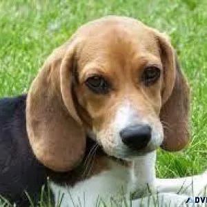 BEAGLE FOR SALE        7300930479