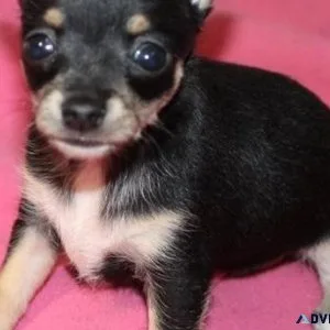 Healthy Chihuahua Puppies for adoption.
