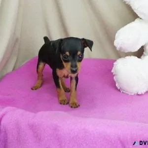 Beautiful Mini Pinscher Puppies For Adoption