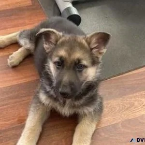 Home raised German Shepherd Puppies For Adoption