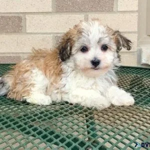Beautiful Havanese puppies for sale.