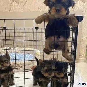CUTE PUPPIES AVAILABE FOR SELL