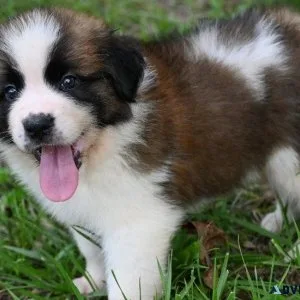 Outstanding Saint Bernard puppies for Adoption
