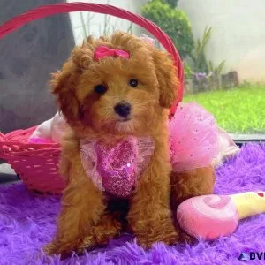 Maltipoo puppies