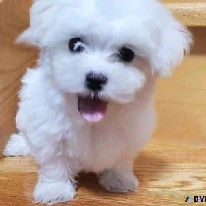 Two Lovely Teacup Maltese puppies for pet lovers.