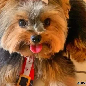 Registered Tcup Yorkshire Terrier Pups
