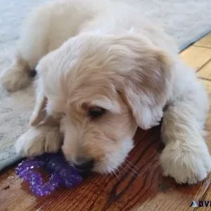 Beautiful Goldendoodle Puppiesmale and female