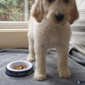 Gorgeous Goldendoodle puppies