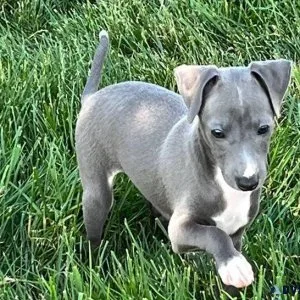 Top Italian Greyhound puppies available