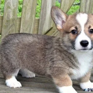Full Blooded Pembroke Welsh Corgi Puppies
