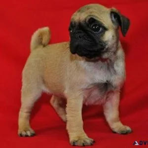 Home raised Pug Puppies. Fawn and Black pups