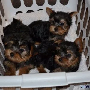 AKC Teacup Yorkie Puppies.