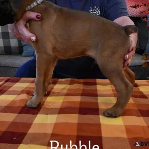 Puppies for sale
