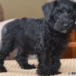 Home raised Schnoodle Puppies