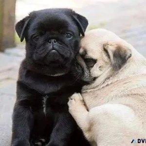 Boys and Girls Pug Puppies