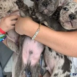 Gorgeous French Bulldog Pups