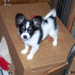 Gorgeous Papillon puppies