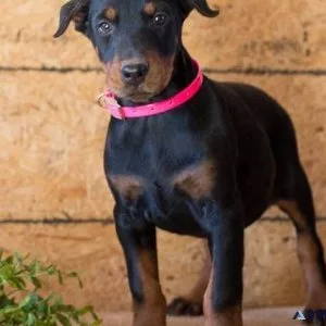 Well trained Doberman Pinscher puppies