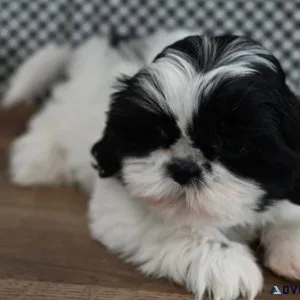 Stunning Shih Tzu Puppies. Boys and girls