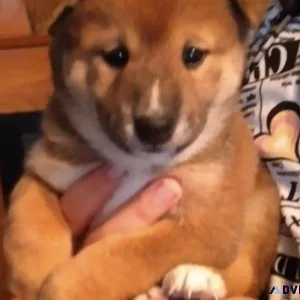 Shiba Inu