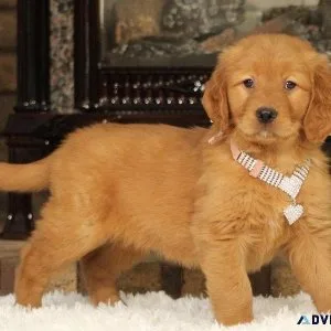 AKC Registered Golden Retriever Puppies