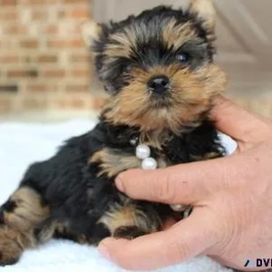 Tiny Yorkshire Terrier Puppies for sale