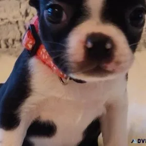 AKC Boston Terriers