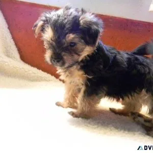 Adorable MorkieYorktese puppies ready now