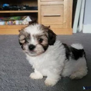 Cutest Lhasa Apso Puppiesmale and female