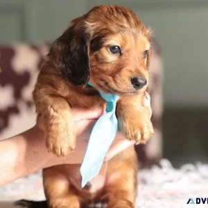 Mini Dachshund puppies for sale.