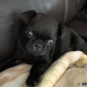 Black pug