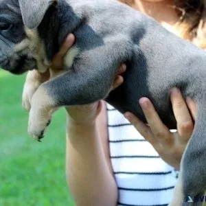 Well Socialized Olde English Bulldogge Puppies