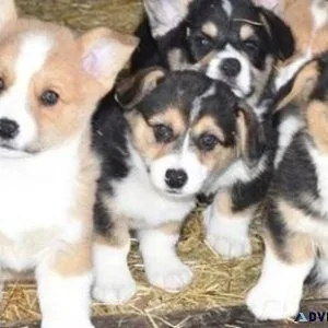 Home raised Pure Pembroke Welsh Corgi puppies