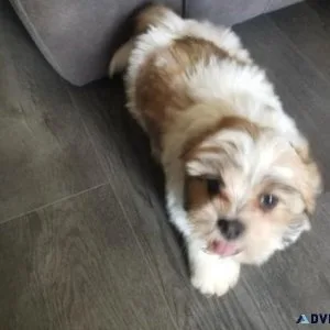 Adorable Lhasa Apso Puppies