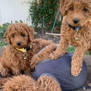 Healthy Toy Poodle puppies for sale.