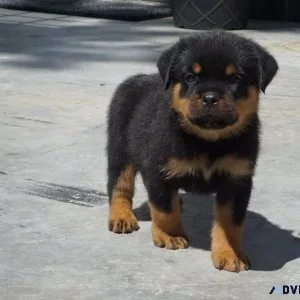 Home Raised Rottweiler Puppies ready to go