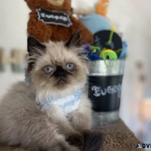 Big Bones Male and Female Himalayan Kittens Available Now