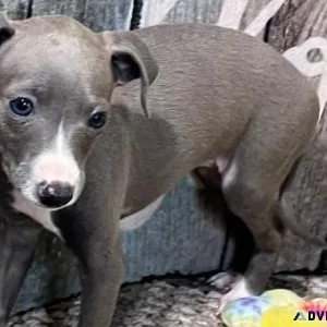 Home raised Italian Greyhound Puppiesmale and female