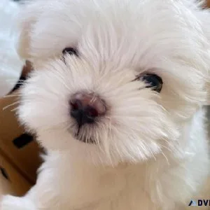 Registered Teacup Maltese puppies ready for adoption.