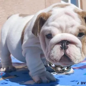 AKC English Bulldog Puppies for sale