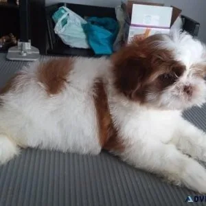 Amazing Shihpoo Puppies