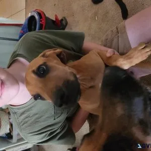 Small rehoming fee