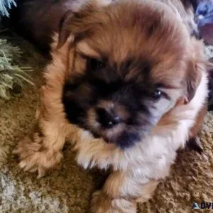 Shih Tzu babies