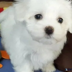 AKC Pure Maltese Puppies