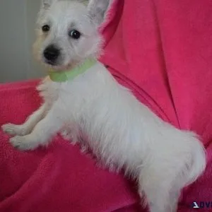 Home raised West Highland White Terrier Puppies