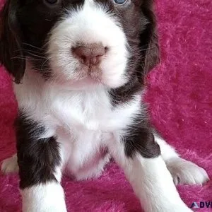 Cute English Springer Spaniel puppies