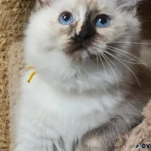Sweet Boys and Girls Ragdoll Kittens Ready Now For Sale