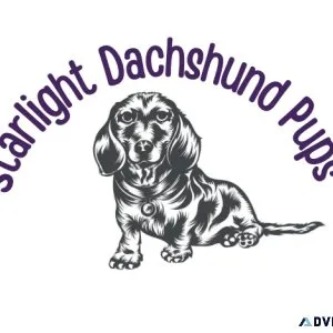 Dapple Dachshund Puppies for Sale Near Me under 300 to 500