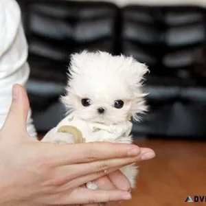 Super Cute Micro Teacup Maltese puppies